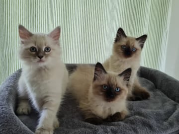 Ragdoll/Neva masquerade · Alunda · Annika S.