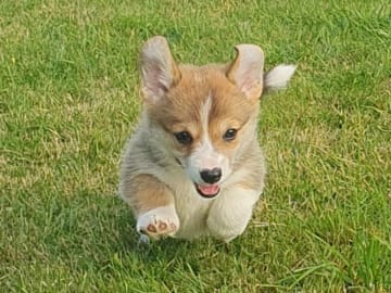 Welsh corgi pembroke · årjäng · Qashiwas
