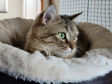 Maine Coon · Västra Frölunda · Dagdrivarn