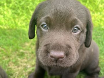 Labrador Retriever · Tørring · Katrine Regine Riis Algreen Lind, Henrik Lind