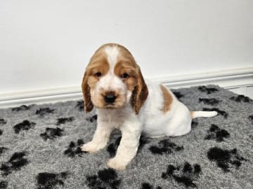 Cocker spaniel · Enhörna · Norris Dream Cocker