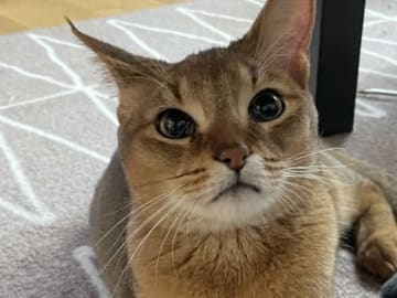 Chausie · Järfälla · Elia Y.