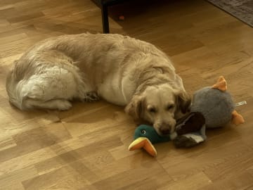 Golden Retriever · Linköping · Hanna B.