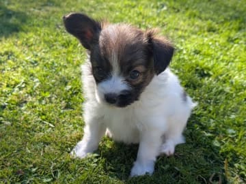 Papillon · Brastad · Bohusklippans