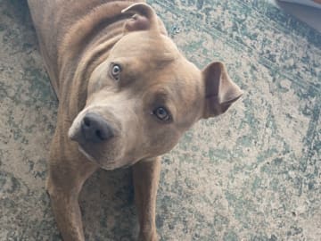 Pitbull/bully · Hisings Backa · Gabriella B.