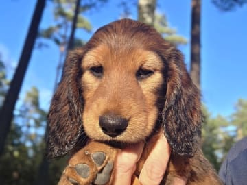 Dachshund · Södertälje · Fyrstjärnans