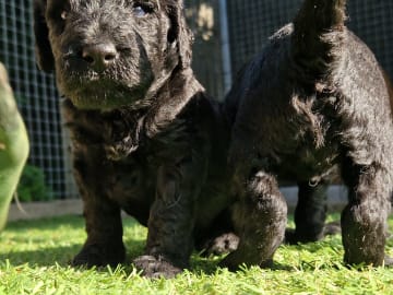 Double Doodle · Borås · Smith Labradoodles