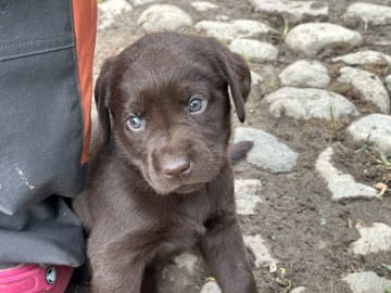 Labrador retriever · Lövestad · Sheep Trix
