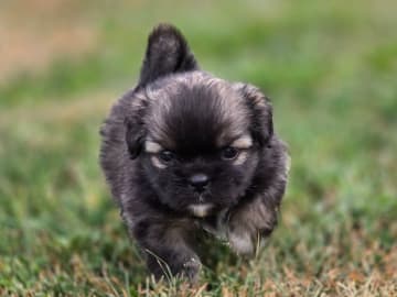 Tibetansk spaniel · Hästveda · Schilleshof's