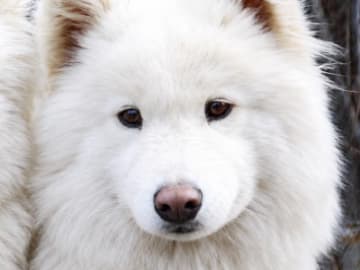 Samojedhund · Söderhamn · MOYASAS
