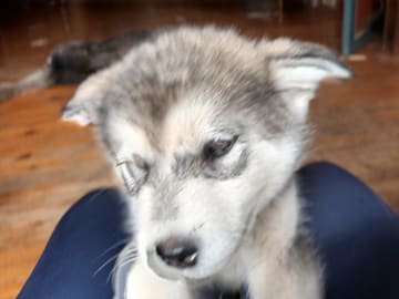 Alaskan malamute · Seljord · Kennel Kitchaq
