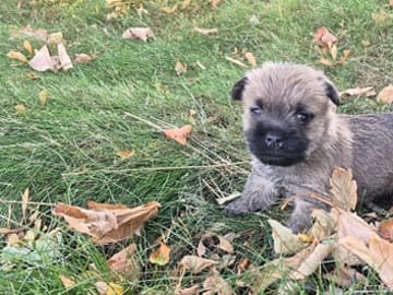Cairn Terrier · Gjern · Ove Ulrik Jørgensen
