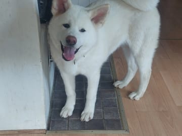 Akita inu · Dorotea · Krayon's kennel