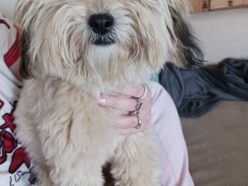 Shih-poo · Fränsta · Katarina H.