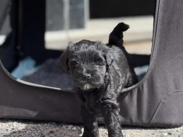 Tibetansk terrier · Skokloster · Solstickans