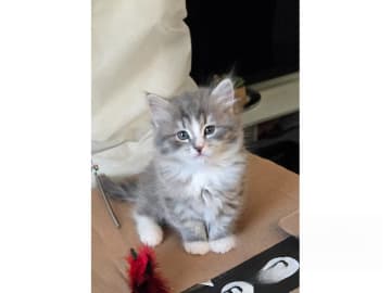 Sibirisk katt · Kävlinge · SE *Lila Skrälle