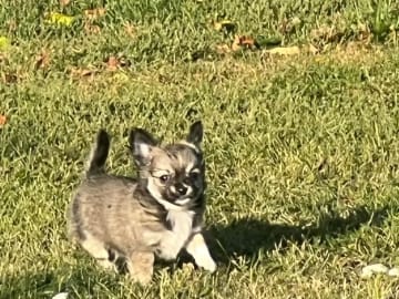 Chihuahua · Fjärdhundra · Bastängens