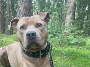 Pitbull/bully · Hisings Backa · Gabriella B.