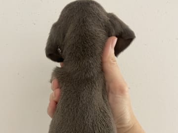 Dachshund · Enskededalen · Biancas