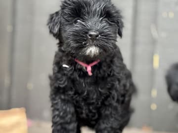 Tibetan Terrier · Skokloster · Solstickans