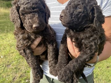 Labradoodle · Nol · Lyckliga Vovven