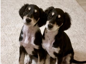 Saluki · älvkarleby · Lags