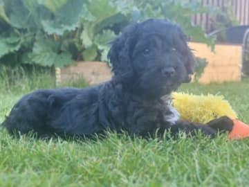 Cockerpoo · Staffanstorp · Hanna M.