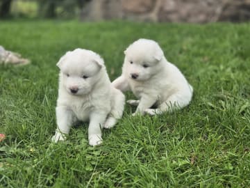 Samojedhund · Billesholm · Jessica O.