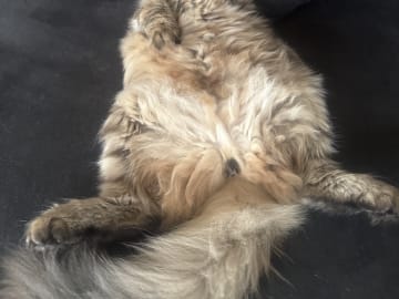 Sibirsk skogkatt · Årsunda · William A.