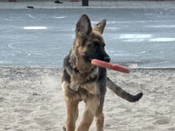 Schæferhund · Vittinge · Estridh S.