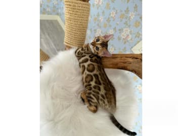 Bengal · Strängnäs · S*Retrivers