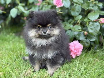 Pomeranian · Lem St · Marianne Elaine Nielsen
