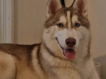 Siberian Husky · Rimbo · Christian B.