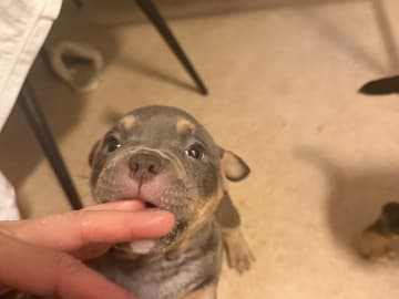 American Bully · Borås · Jasmine A.