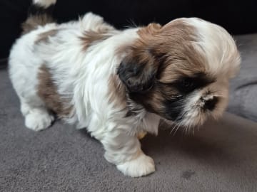 Shih Tzu · Huddinge · Therese S.