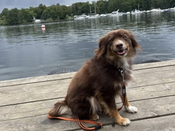 Miniature American Shepherd · Hägersten · Gabriel L.