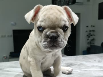 Fransk bulldogg · Lilla Edet · Suzana K.