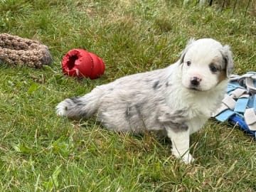 Miniature American Shepherd · Vittsjö · Kewonne