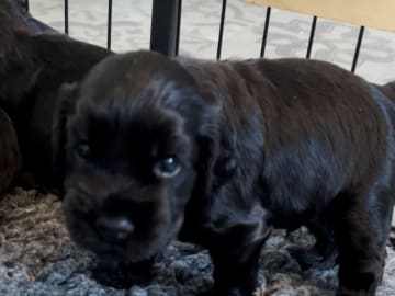 Cocker spaniel · Västerås · Jessly