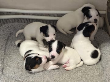 Jack russell terrier · Knivsta · Limelight Kennels