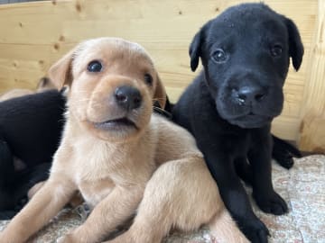 Labrador retriever · Vejle · Andreas Bjerre Scheffel