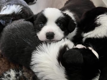 Welsh corgi cardigan · Melbu · AnKiAlvana
