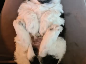 Bichon havanais · Andebu · Susann Cerin Villandseie