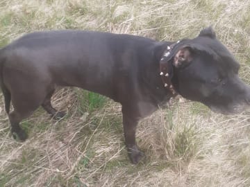 American bully · Tumba · Kari P.