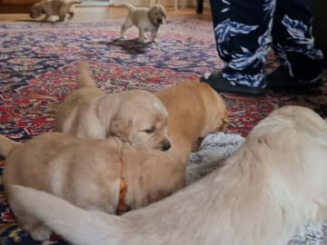 Golden Retriever · Bengtsfors · Sjöviksgårdens Golden Joy