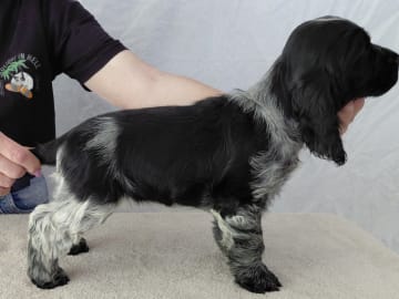 Cocker spaniel · Vittsjö · Cockerpojkarnas