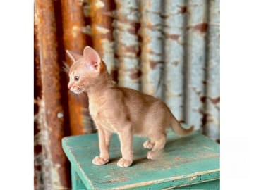 Abyssiner katt · Vattholma · SE*Aros af Ryssgärdet