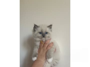 Ragdoll · Hörby · SE*Pillow Cats