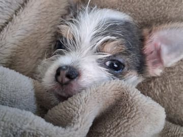 Yorkie malteser shi tzu og chih blanding · Hønefoss · Linda Regine Hauge S.