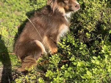 Miniature American Shepherd · Hägersten · Gabriel L.
